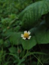 GletangÃÂ -Tridax procumbens - asterales